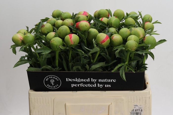 <h4>Paeonia Coral Sunset</h4>