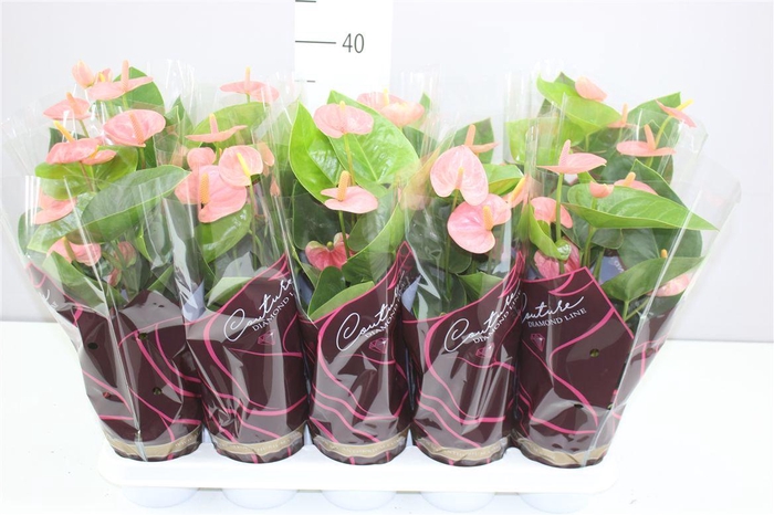 <h4>Anth An Spirit</h4>