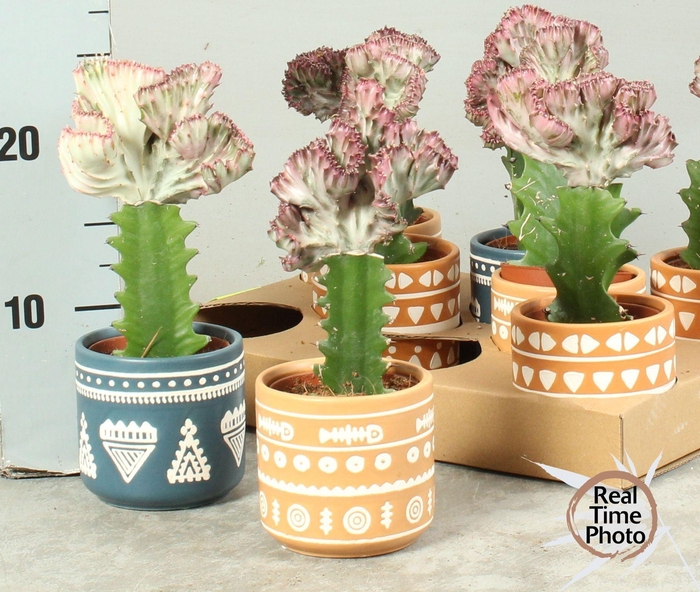 <h4>EUPHOR LAC CRISTATA</h4>