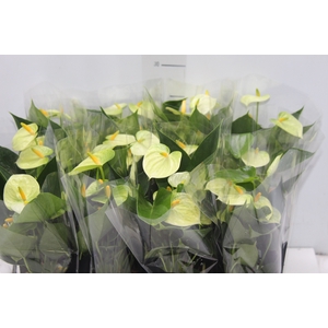 ANTHURIUM VANILLA P09 PREMIUM