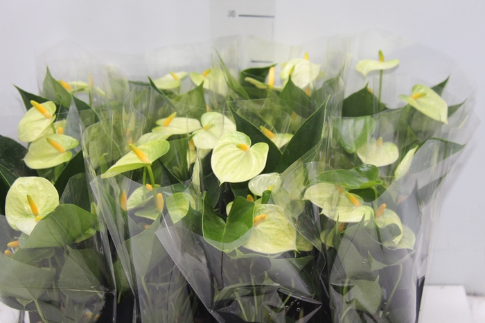 <h4>ANTHURIUM VANILLA P09 PREMIUM</h4>