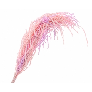 Dried Bleached Amaranthus Caudatus Candy