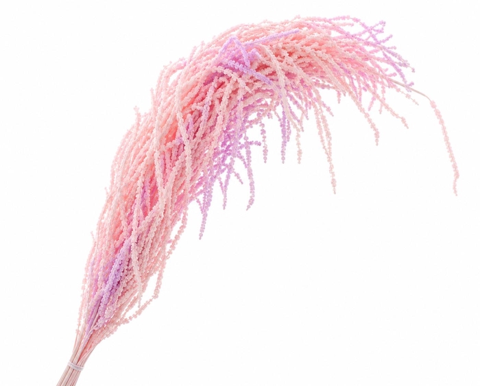 <h4>Dried Bleached Amaranthus Caudatus Candy</h4>