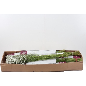 (BOX/IBS)Gy Xlence 30gr