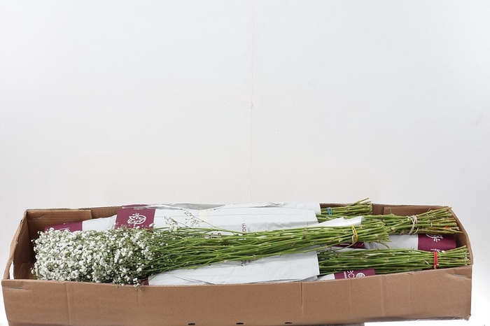 <h4>(BOX/IBS)Gy Xlence 30gr</h4>