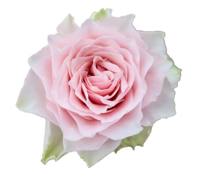 <h4>Rosa Garden Country Peonia</h4>