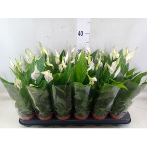 Spathiphyllum  'Alana'