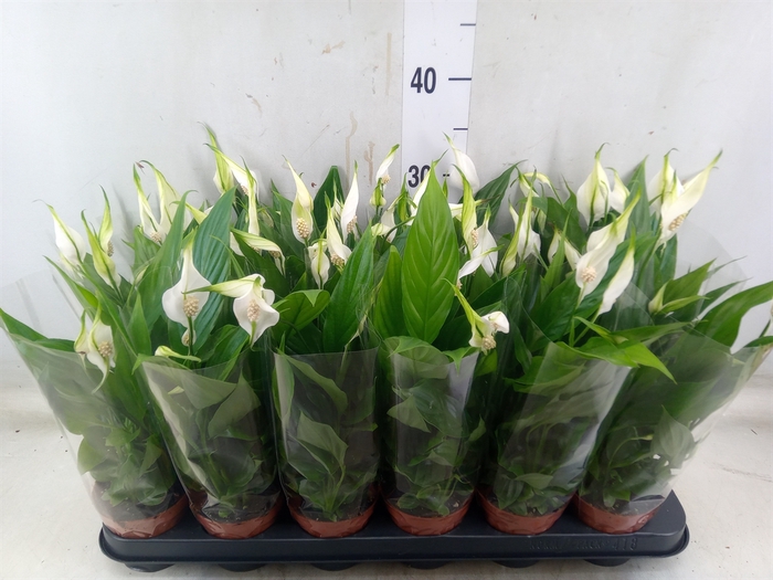 <h4>Spathiphyllum  'Alana'</h4>