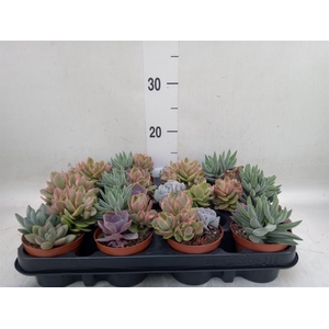 Succulents   ...