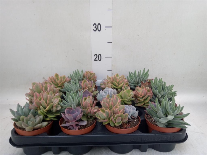 <h4>Succulents   ...</h4>