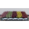 Calluna vulg. 'Beauty L'  ..mix