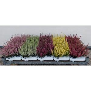 Calluna vulg. 'Beauty L'  ..mix