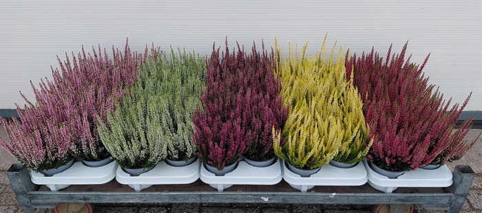 <h4>Calluna vulg. 'Beauty L'  ..mix</h4>