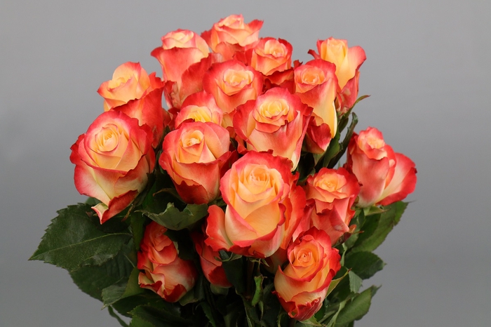 <h4>Rosa ec cabaret</h4>