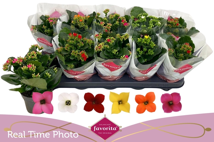 <h4>KAL EN GEM 6 KL</h4>