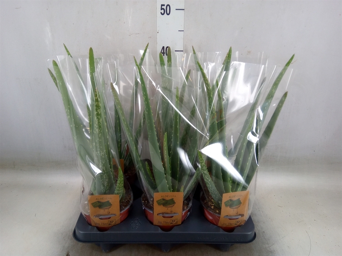 <h4>Aloe vera</h4>