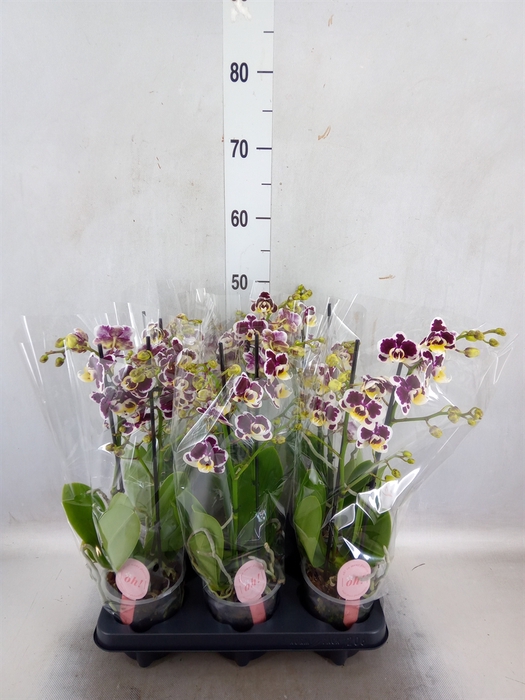 <h4>Phalaenopsis multi.   ...white</h4>