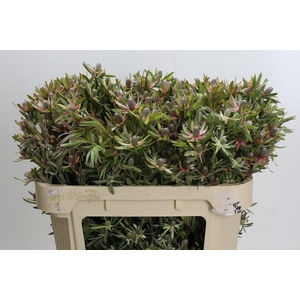 LEUCAD AYOBA ST PEAR