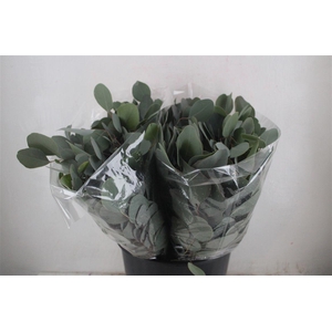 Euca Populus Short 150gr P Bunch