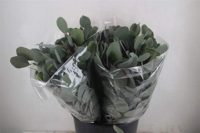 <h4>Euca Populus Short 150gr P Bunch</h4>