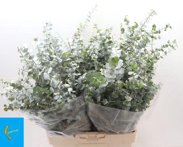 <h4>EUC BABY BLUE P BS</h4>