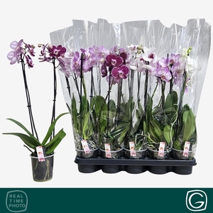 PHAL GEM 4 KL