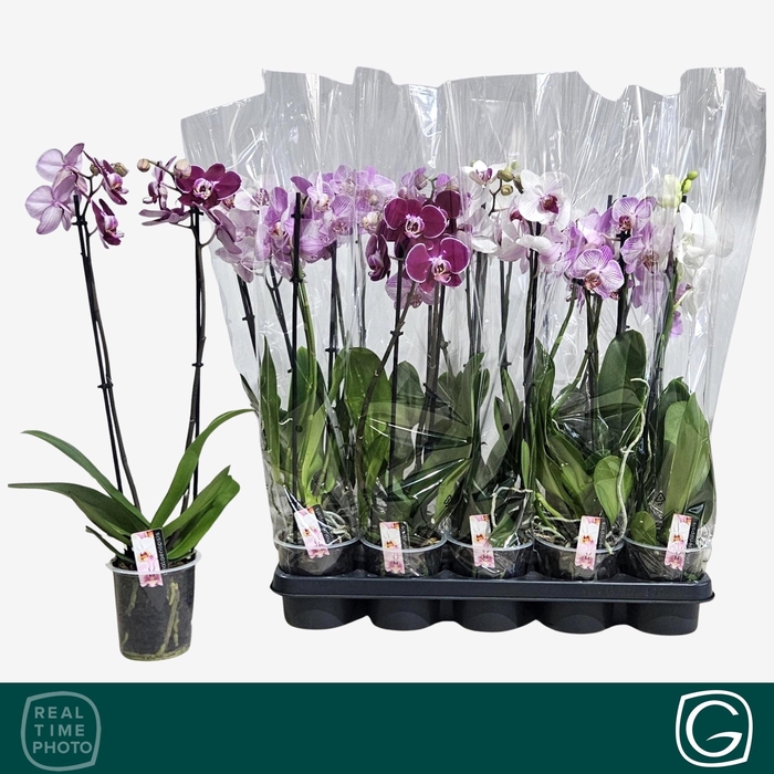 <h4>PHAL GEM 4 KL</h4>