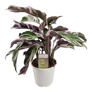 Calathea 'Fusion White'