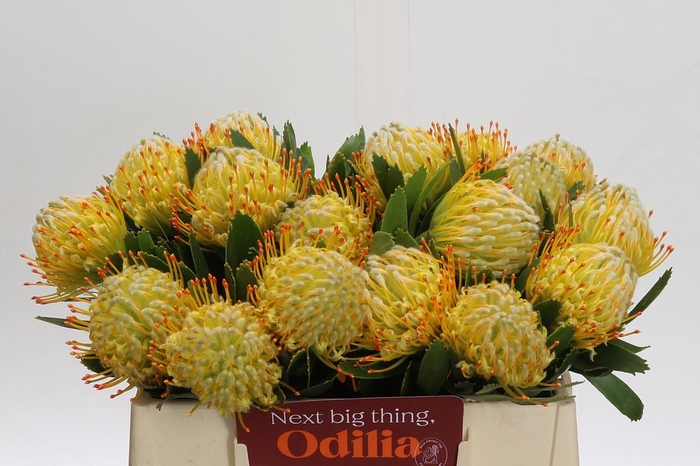 <h4>Nutans Cuneiforme</h4>