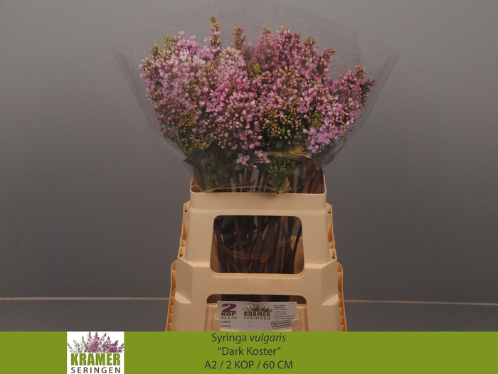 <h4>SYR V DARK KOSTER</h4>