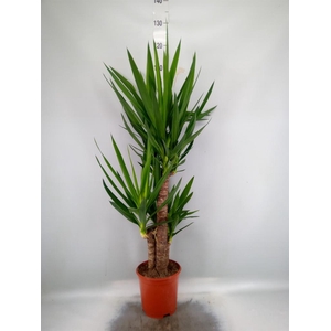 Yucca ...