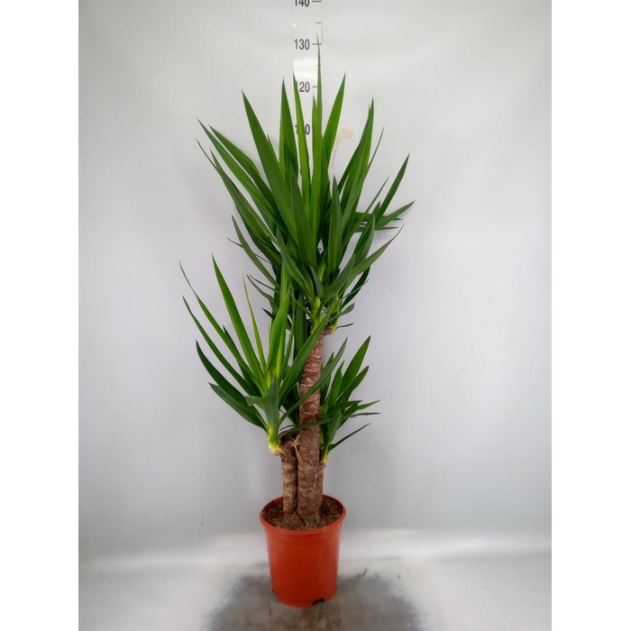 <h4>Yucca   ...</h4>