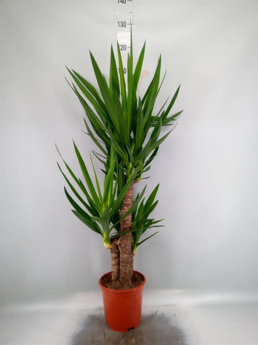 Yucca   ...