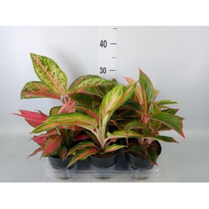 Aglaonema   ...