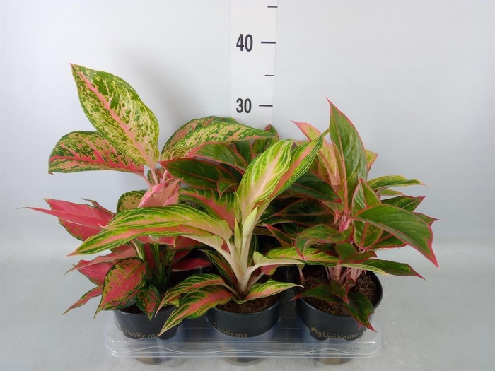 <h4>Aglaonema ...</h4>