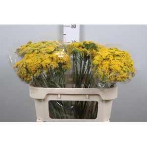 Achil F Parker Variety (x25)