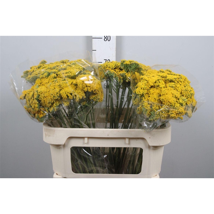 <h4>Achil F Parker Variety (x25)</h4>