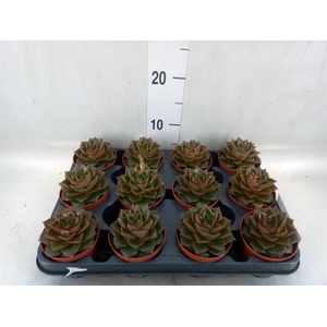 Echeveria purpusorum