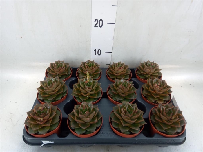 <h4>Echeveria purpusorum</h4>