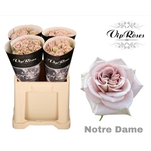 R GR NOTRE DAME+ x40 588