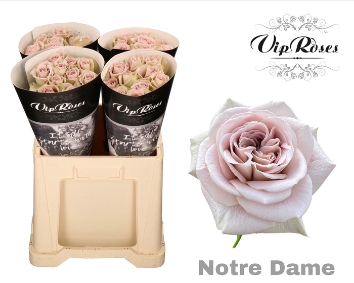 Vip Roses Webshop