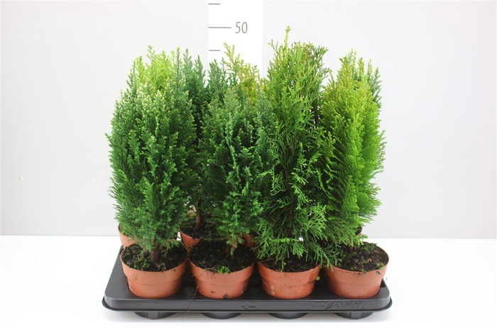 <h4>Coniferen Gemengd</h4>