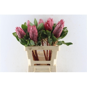 Protea Cy Madiba