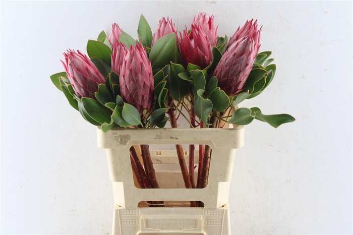 <h4>Protea Cy Madiba</h4>
