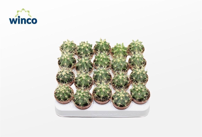 <h4>FEROCACTUS GLAUCES</h4>