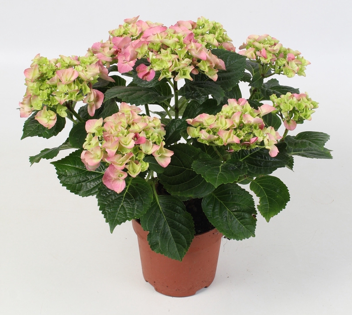 <h4>HYDR M HI RIVER</h4>