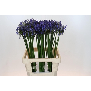 Agapanthus Uri