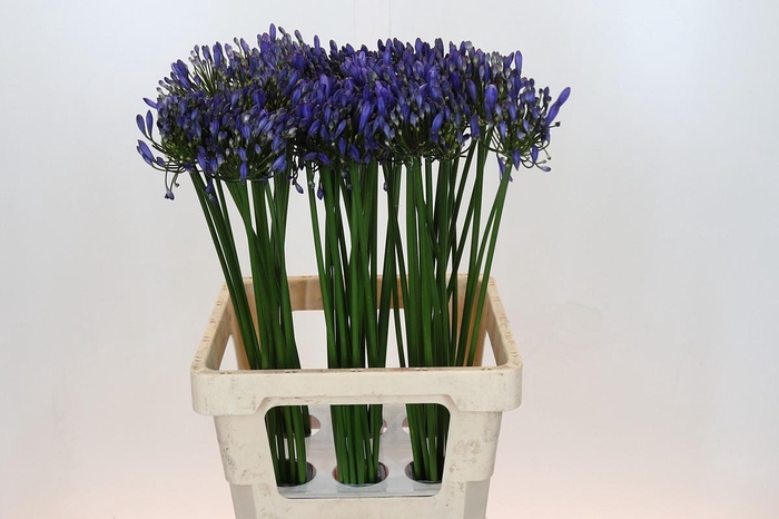 <h4>Agapanthus Uri</h4>