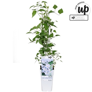 Clematis Tranquilite P15