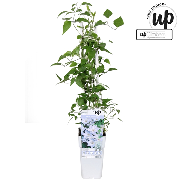 <h4>Clematis Tranquilite P15</h4>